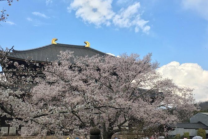 Nara private tour (Shore excursion available from Osaka or Kobe port) - Final Thoughts