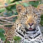 Narlai Leopard Safari and Village Walk - Jeep Safari: Tracking Leopards & Panthers