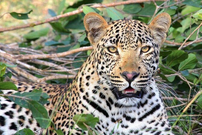 Narlai Leopard Safari and Village Walk - Jeep Safari: Tracking Leopards & Panthers