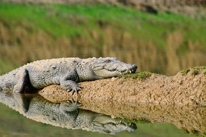 National Chambal Sanctuary and Alligator Day Tour from Agra - What We Loved About the Tour