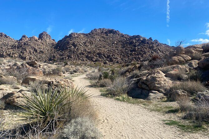 Natural Wonders Walk: Plants, Animals and Rocks of Joshua Tree - A Deep Dive into the Natural Wonders Walk Experience