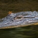 Nawlins Luxury: Pontoon Boat Swamp Tour with Transportation - Authentic Insights from Travelers