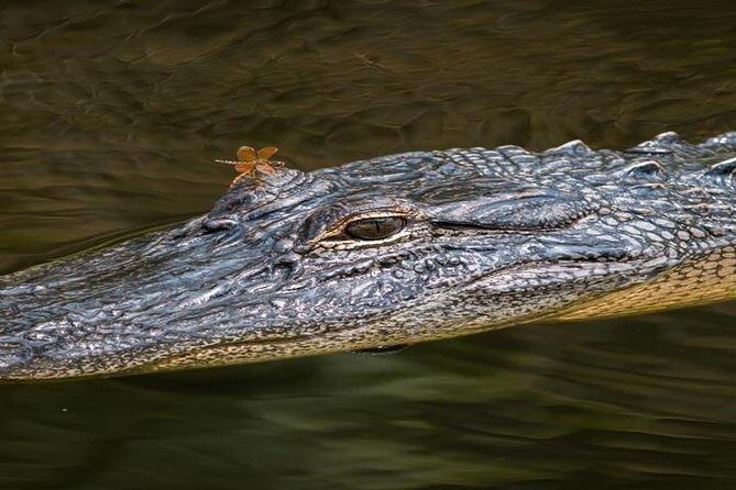 Nawlins Luxury: Pontoon Boat Swamp Tour with Transportation - Authentic Insights from Travelers