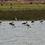 Nepal Birding - Why This Tour Stands Out