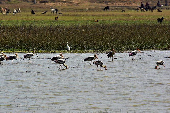 Nepal Birding - Why This Tour Stands Out