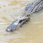 New Orleans: Swamp & Bayou Boat Tour with Transportation - Who Will Love This Tour?