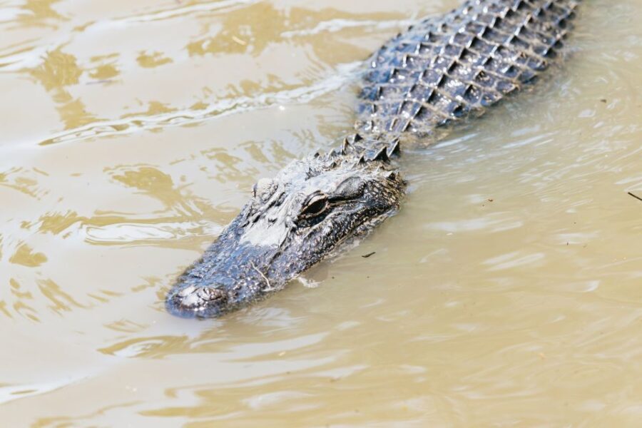 New Orleans: Swamp & Bayou Boat Tour with Transportation - Who Will Love This Tour?