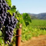 New York Wine Vineyard Tour - The Sum Up