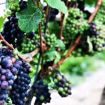 Niagara-on-the-Lake: Wine & Charcuterie Tour with Tastings - Who Will Love This Tour?