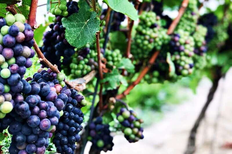 Niagara-on-the-Lake: Wine & Charcuterie Tour with Tastings - Who Will Love This Tour?