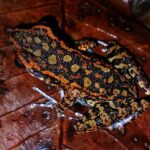 Night Froggy Adventure at Kubah National Park - The Sum Up