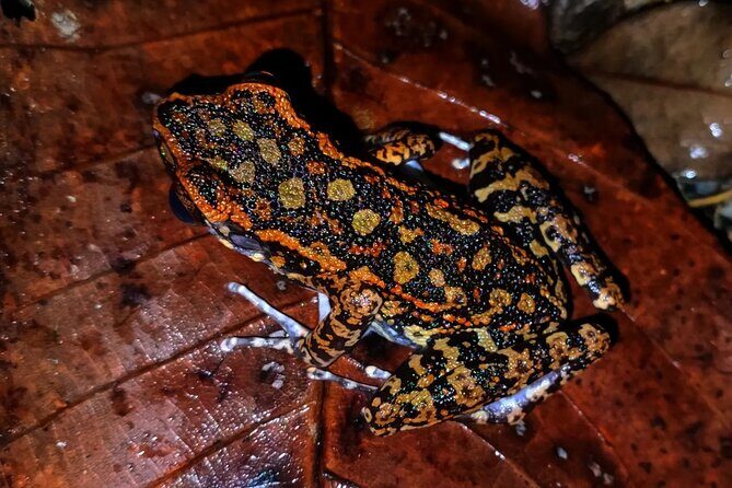 Night Froggy Adventure at Kubah National Park - The Sum Up