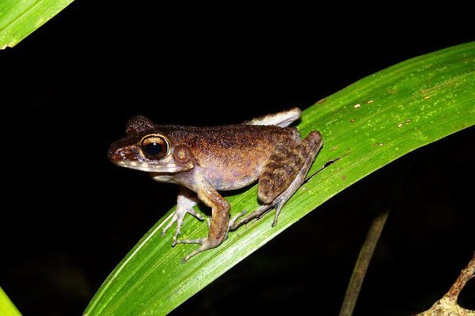 Night Frogs Tour at Kubah National Park - Who Is This Tour Best Suited For?