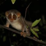 Night Hike to see Elusive & Rare Loris in Sigiriya - FAQs