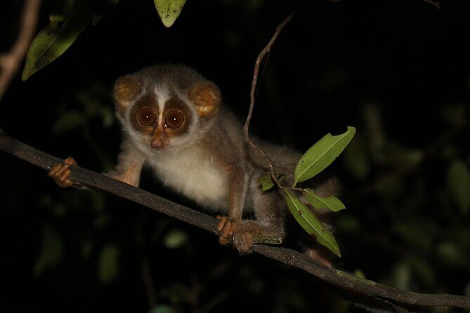Night Hike to see Elusive & Rare Loris in Sigiriya - FAQs