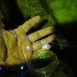 Night Kayak Tour Relax Under the Natural Glow of Sea Fireflies - What Reviewers Say