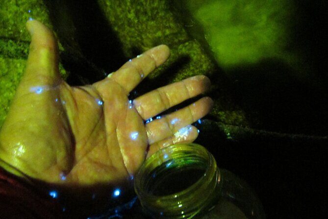 Night Kayak Tour Relax Under the Natural Glow of Sea Fireflies - What Reviewers Say