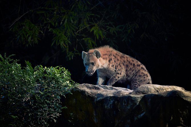 Night Safari with Buffet Dinner with hotel pick-up - Who Will Love This Tour?