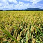 Niigata Full-Day Private Tour with Government-Licensed Guide - Practical Details: What to Know Before Booking