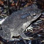 Nocturnal Secrets: A Mangrove Adventure - FAQs