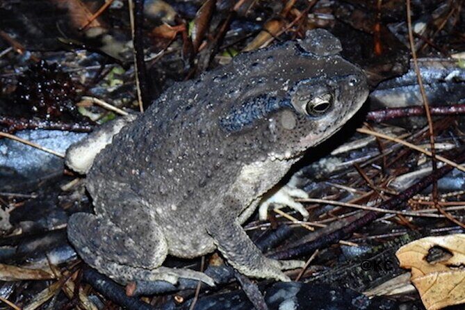 Nocturnal Secrets: A Mangrove Adventure - FAQs
