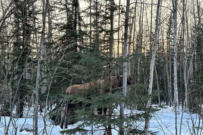 Northern Lights at Chena Hot Springs - Final Thoughts