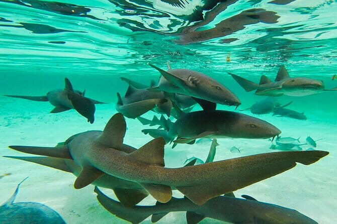 Nurse Shark Snorkelling - Final Thoughts