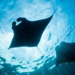 Nusa Lembongan Snorkeling with Manta Bay & Island Tour from Bali - An In-Depth Look at the Tour Experience