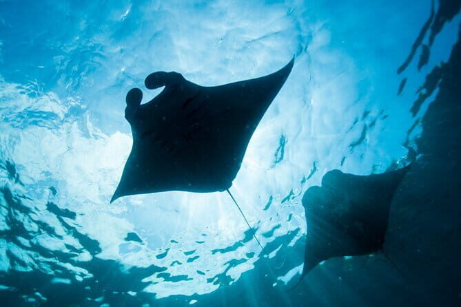 Nusa Lembongan Snorkeling with Manta Bay & Island Tour from Bali - An In-Depth Look at the Tour Experience