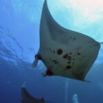 Nusa Penida Day Trip for 3 dives - The Diving Experience: What Sets It Apart