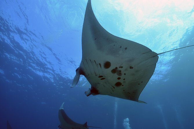 Nusa Penida Day Trip for 3 dives - The Diving Experience: What Sets It Apart