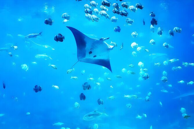 Nusa Penida Island Beach Tour With Snorkeling - Departure From Bali Island - Who Should Consider This Tour?