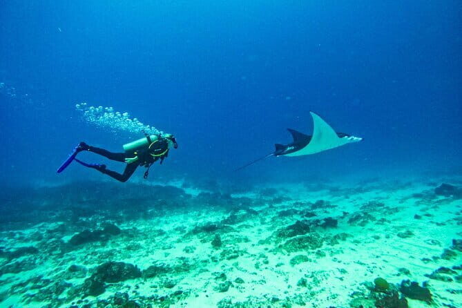 Nusa Penida Private Diving Tour by Speedboat - What Makes This Tour Stand Out?