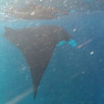 Nusa Penida Snorkeling in Manta Point Gamat Bay and Wall - Diving into the Details: What Makes This Tour Stand Out?
