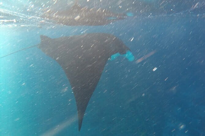 Nusa Penida Snorkeling in Manta Point Gamat Bay and Wall - Diving into the Details: What Makes This Tour Stand Out?