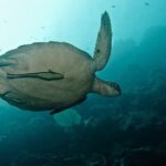 Nusa Penida Try Scuba Diving Program - for Non-Certified Divers - Who Should Consider This Tour?