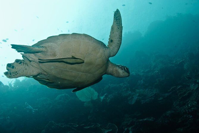 Nusa Penida Try Scuba Diving Program - for Non-Certified Divers - Who Should Consider This Tour?