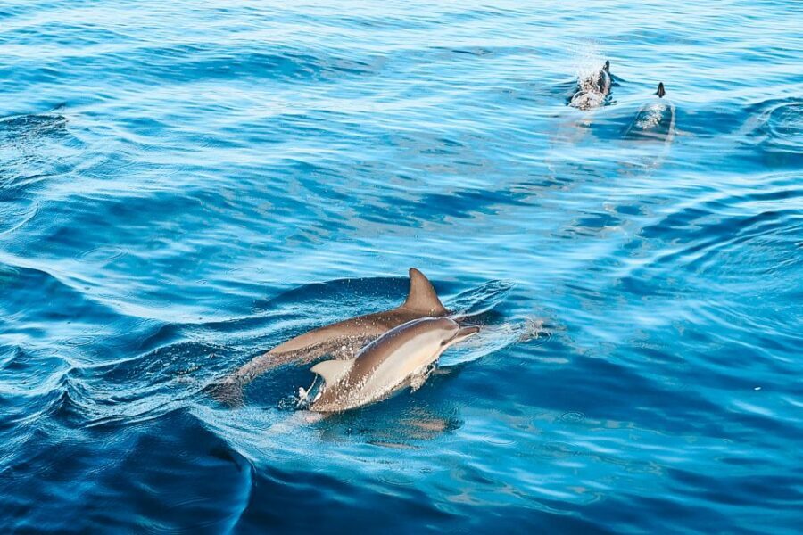 Oahu: Swim with Dolphins, Turtle Snorkel Tour and Waterslide - Pricing & Value