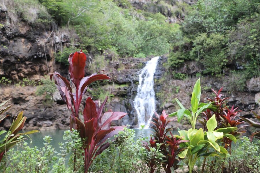 Oahu: Valley of Waimea Falls Swim & Hike with Lunch & Dole - What Sets This Tour Apart