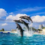 Okinawa Hip-hop Bus B Course Tour (Okinawa Churaumi Aquarium) - Who Should Consider This Tour?
