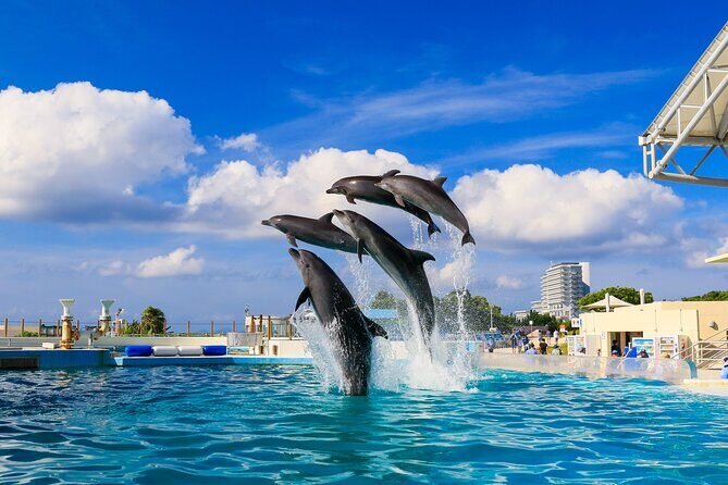 Okinawa Hip-hop Bus B Course Tour (Okinawa Churaumi Aquarium) - Who Should Consider This Tour?