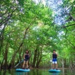 Okinawa Iriomote Mangrove SUP or Canoe Tour - Detailed Itinerary Breakdown