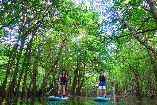 Okinawa Iriomote Mangrove SUP or Canoe Tour - Detailed Itinerary Breakdown