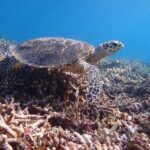 Okinawa Iriomote Snorkeling Tour at Coral Island - Authentic Experiences from Reviews