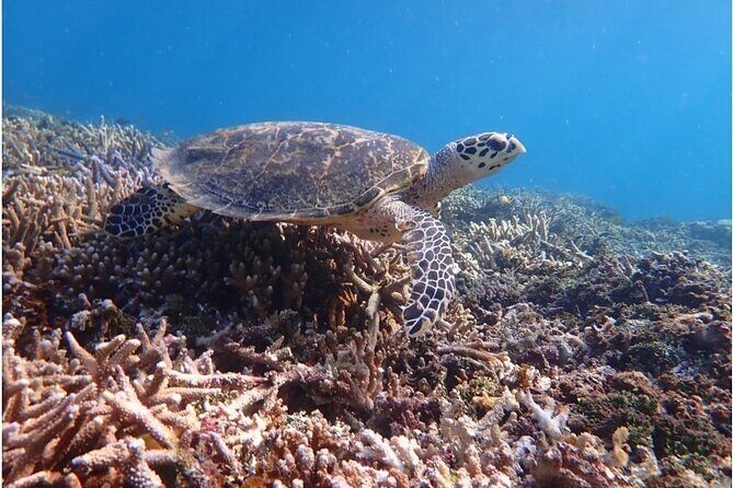 Okinawa Iriomote Snorkeling Tour at Coral Island - Authentic Experiences from Reviews