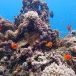 [Okinawa Miyako] Natural Aquarium! Tropical Snorkeling. - The Authentic Experience: What Travelers Love