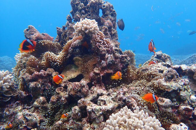 [Okinawa Miyako] Natural Aquarium! Tropical Snorkeling. - The Authentic Experience: What Travelers Love
