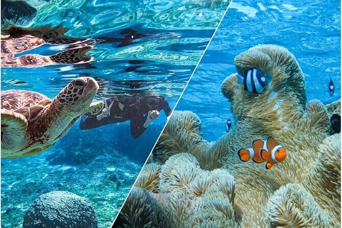 Okinawa Miyako Sea turtle Snorkeling Free Pick up and Drop off - Who Will Love This Tour?