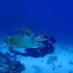Okinawa Scuba Diving For Certified Divers (3 boat dives + Lunch) - Exploring the Itinerary: What to Expect