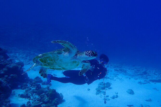 Okinawa Scuba Diving For Certified Divers (3 boat dives + Lunch) - Exploring the Itinerary: What to Expect